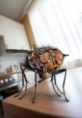 housefly