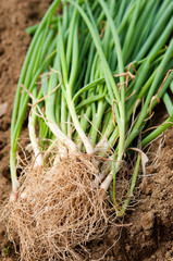 新鮮なアサツキ