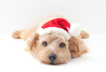 ノーフォークテリア クリスマス