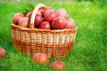 Healthy Organic Apples in the Basket.