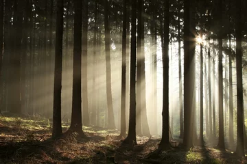Fototapeten Nebliger Nadelwald mit Hintergrundbeleuchtung von der aufgehenden Sonne © Aniszewski