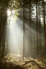 Misty coniferous forest backlit by the rising sun