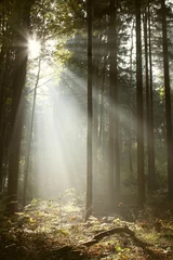 Poster Im Rahmen Misty coniferous forest backlit by the rising sun © Aniszewski