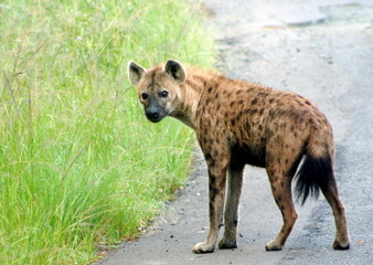 Hyène Tachetée