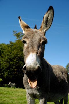 Donkey shows tongue