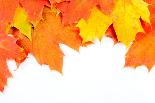 Maple leaves frame