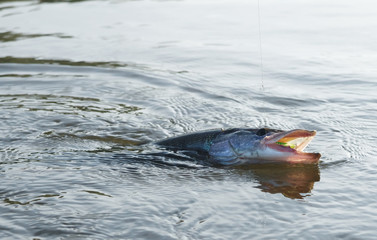 Pike on hook in water
