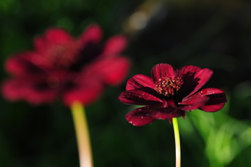 Schokoladenblume