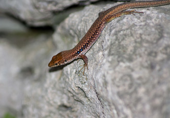 Lizard on a stone wall