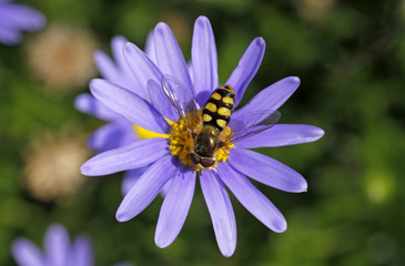 Eupeodes corollae, Feldschwebfliege - Syrphid fly, Hoverfly