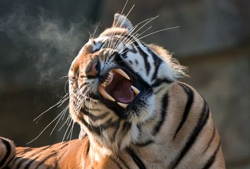 Papier Peint photo Lavable Tigre tigre enragé