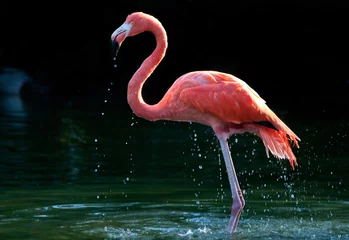 Printed kitchen splashbacks Flamingo flamingo in the water