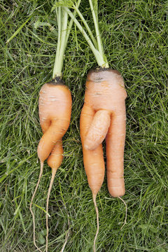 Carrots.  Girl and  boy