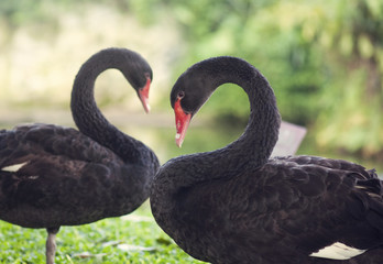 Lovely black swans