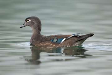 Brautente, Wood duck, Aix sponsa