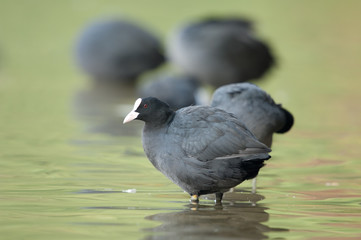 Bläßhuhn, Coot, Fulica atra