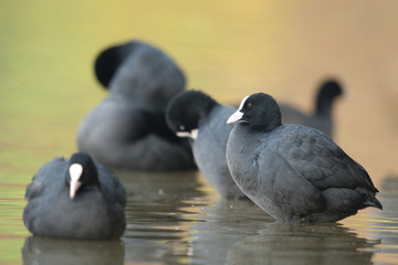 Bläßhuhn, Coot, Fulica atra