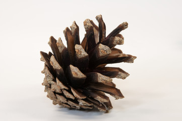 getrockneter Tannenzapfen