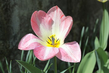 Tulpe