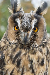 great horned owl