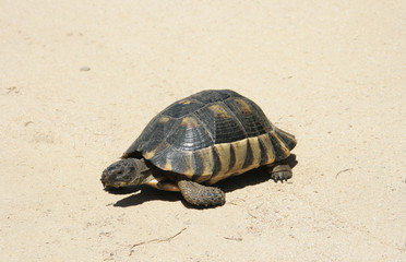 Turtle - Sardinia, Italy