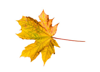 close up of colorful autumn maple leaf isolated