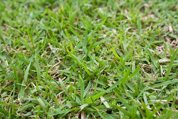 View of Green Grass Texture