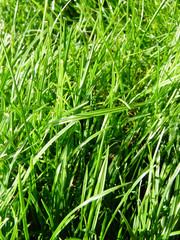 greaan meadow