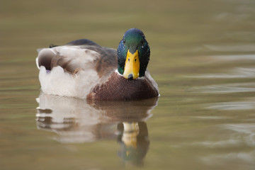 Stockente, Mallard, Anas platyrhynchos