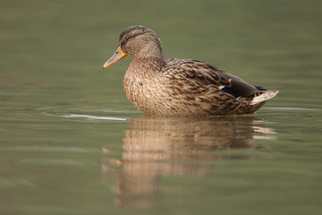 Stockente, Mallard, Anas platyrhynchos