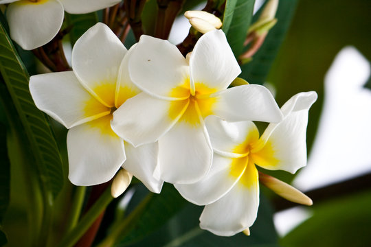 White Frangipani flower at full bloom during summer