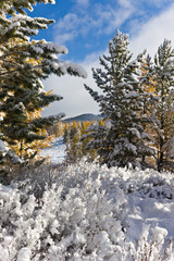 Winter sunny landscape