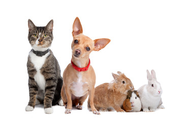 Group of pets