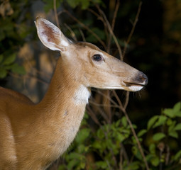 Dusk doe portrait
