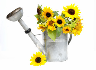 Sonnenblumen in Gießkanne © svort