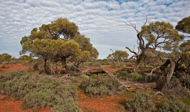 the australian landscape, south australia