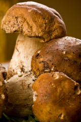 Funghi porcini su Tavola di legno