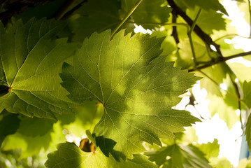 Grape sheet, background,