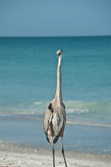 Great Blue Heron on a Gulf Coast Beach