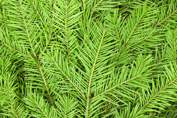 Texture of the needles