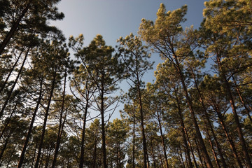 Pine Forest - Portugal