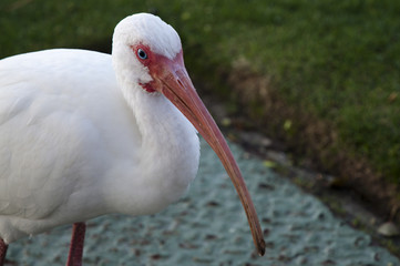White ibis