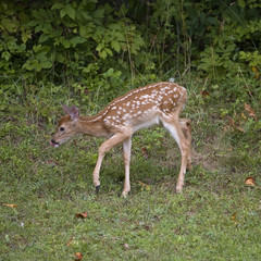 Nose licking fawn