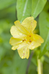 黄色いオシロイバナ