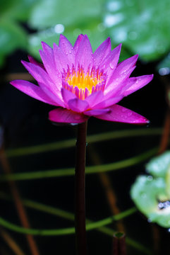 water lily