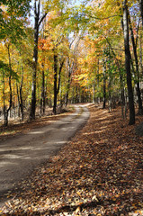 Fototapeta premium Autumn Pathway