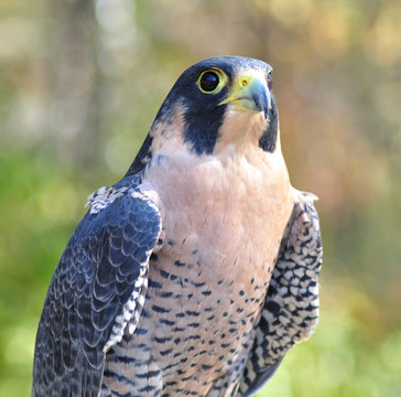 Peregrine Falcon Close Up