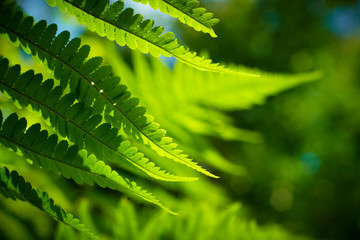 Fresh green fern leaves (shallow depth of field)