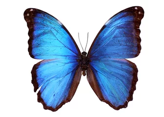 Fotobehang Vlinder Blauwe Morpho vlinder (Morpho godarti)