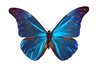 Glasschilderij Vlinder Blauwe Morpho vlinder (Morpho retenor) uit Zuid-Amerika.